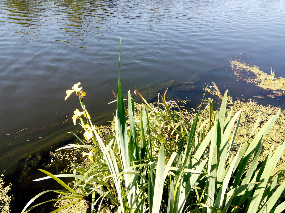 Гинеевка 27.05.2019 Харп_04.jpg