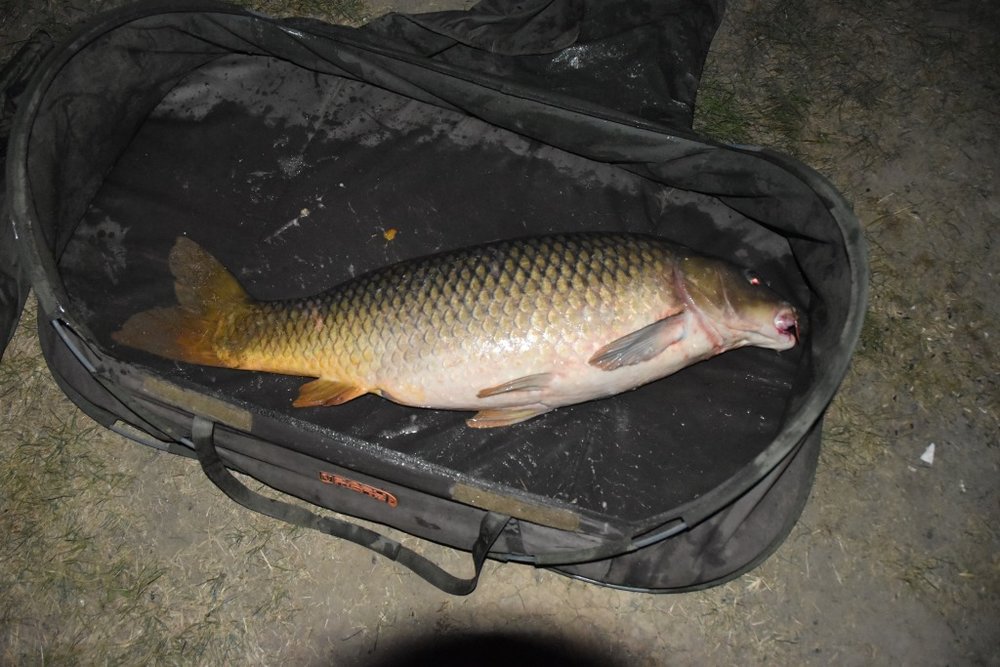 Carp 15150.JPG