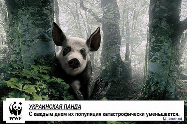 panda_ukraine.jpg