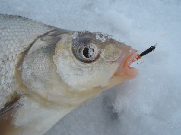 Печенеги, Черный лес. 30.01.2015_1.JPG