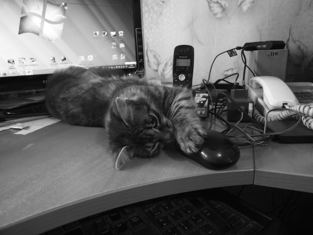 Кошка и мышка 4_1.jpg