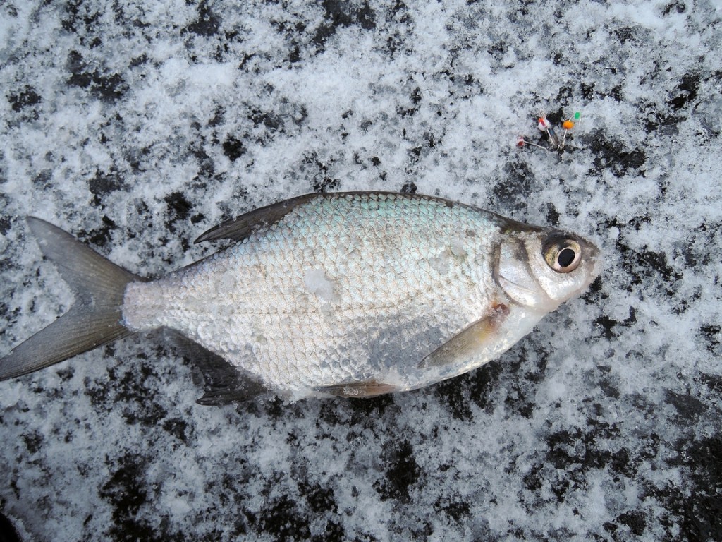 Малышевский залив 26.11.2016-2_13_1_1_1.JPG