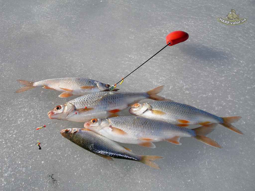 Ловля рыбы мормышкой